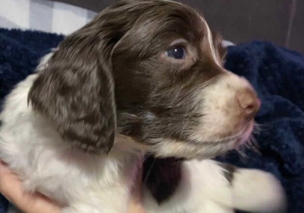 KENNEL CLUB SPRINGERS for sale in Wigan, Greater Manchester - Image 2