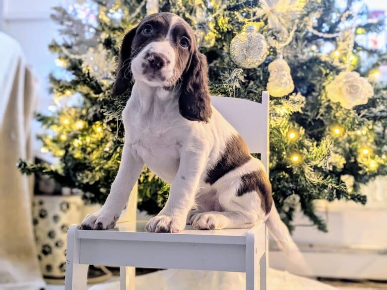 English Springer Spaniel Girls for sale in Dartford, Kent