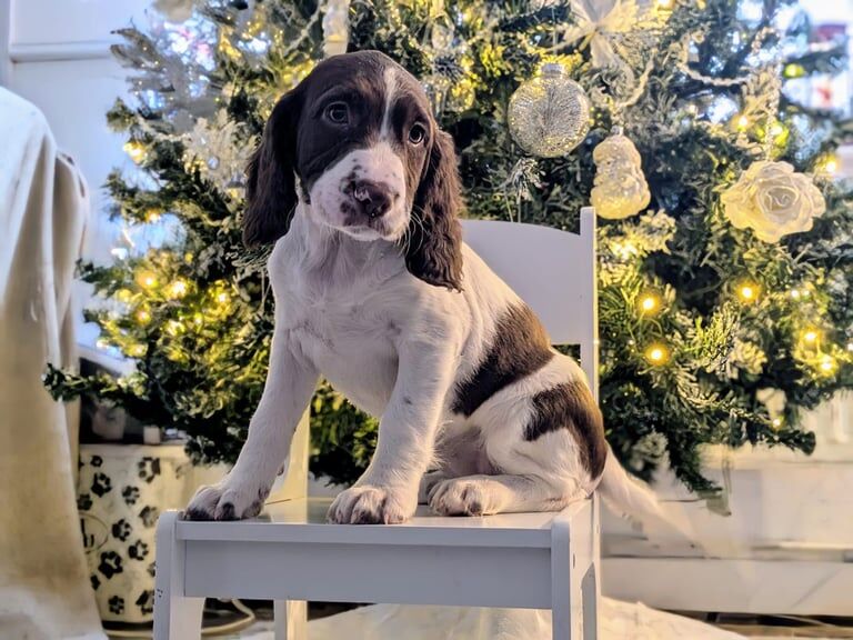 English Springer Spaniel Girls for sale in Dartford, Kent - Image 2