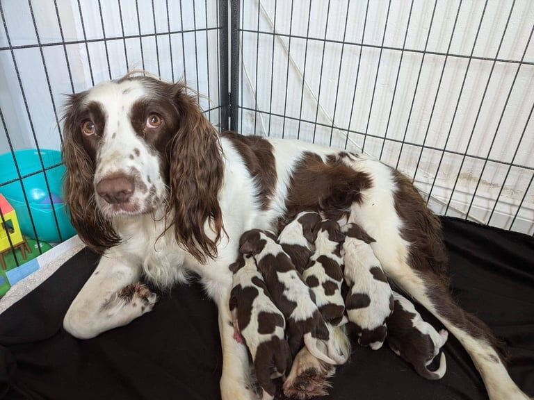 English Springer Spaniel Girls for sale in Dartford, Kent - Image 3