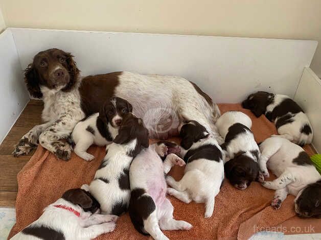 Litter of 8 KC reg springer spaniel puppies for sale in Castleford, West Yorkshire