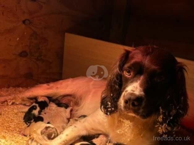 Liver and White English Springer Spaniel Puppies for sale in Lampeter/Llanbedr Pont Stefan, Ceredigion