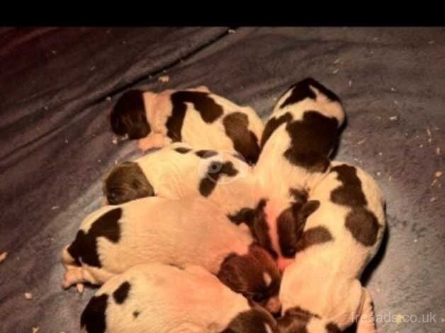 Liver and White English Springer Spaniel Puppies for sale in Lampeter/Llanbedr Pont Stefan, Ceredigion - Image 2