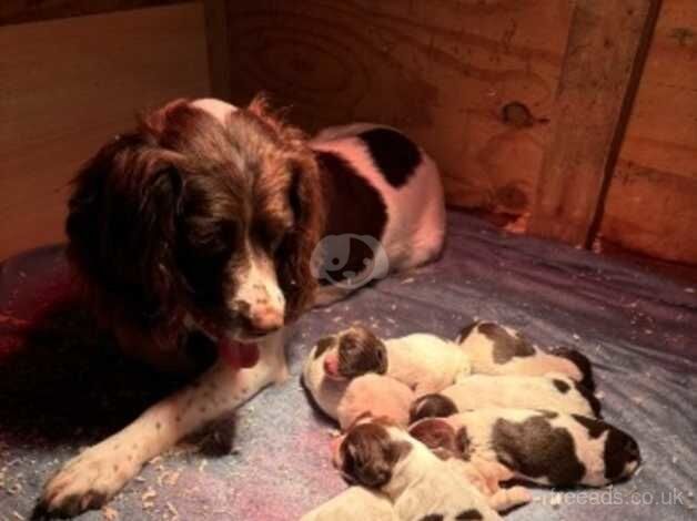 Liver and White English Springer Spaniel Puppies for sale in Lampeter/Llanbedr Pont Stefan, Ceredigion - Image 3