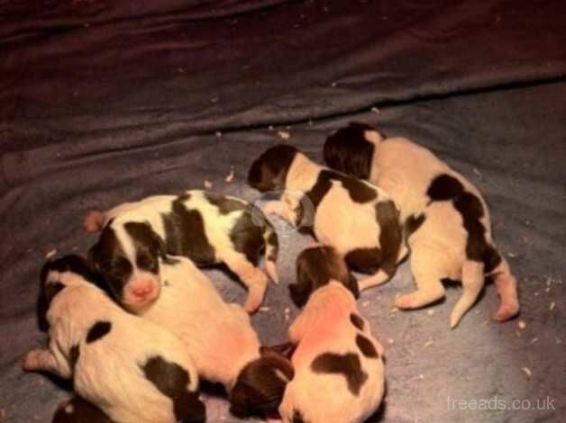 Liver and White English Springer Spaniel Puppies for sale in Lampeter/Llanbedr Pont Stefan, Ceredigion - Image 4