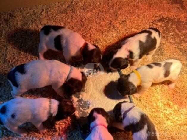 Liver and White English Springer Spaniel Puppies for sale in Lampeter/Llanbedr Pont Stefan, Ceredigion - Image 5