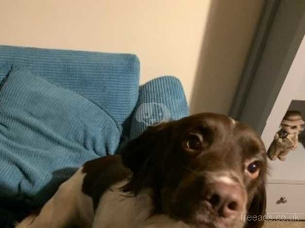 Loveable Springer Spaniel for sale in Northallerton, North Yorkshire