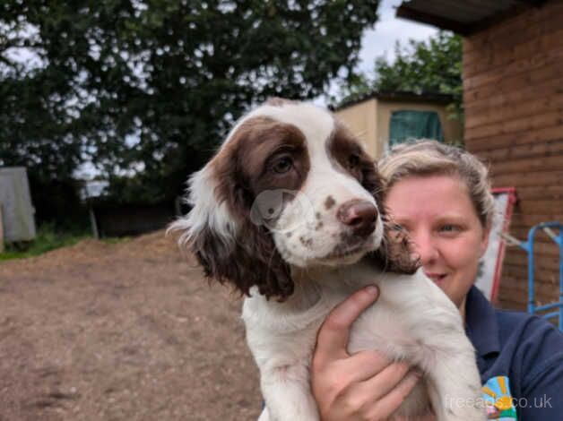 Lovely English springer spaniel pup for sale in Okehampton, Devon - Image 1