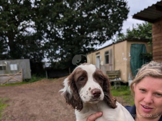 Lovely English springer spaniel pup for sale in Okehampton, Devon - Image 2