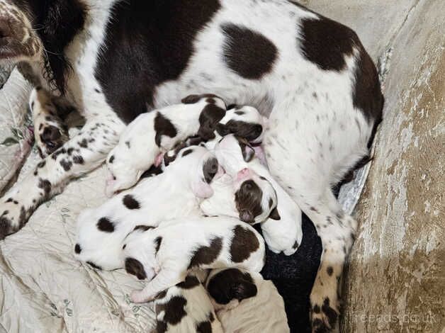 Lovely English springer spaniel pup for sale in Okehampton, Devon - Image 3