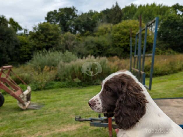 Lovely English springer spaniel pup for sale in Okehampton, Devon - Image 4