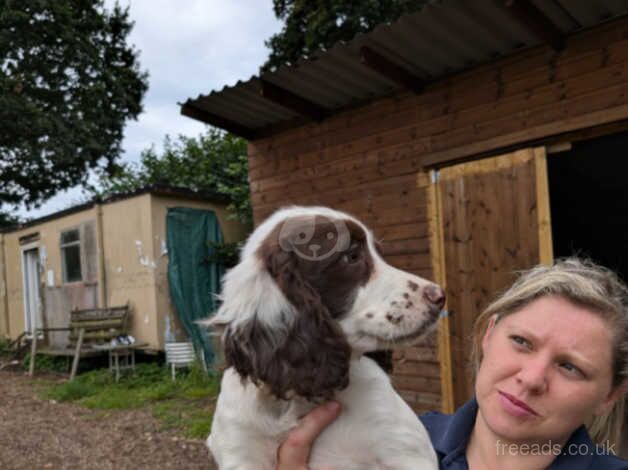 Lovely English springer spaniel pup for sale in Okehampton, Devon - Image 5