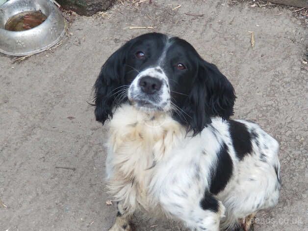 Lovely springer girl for sale in Plymouth, Devon