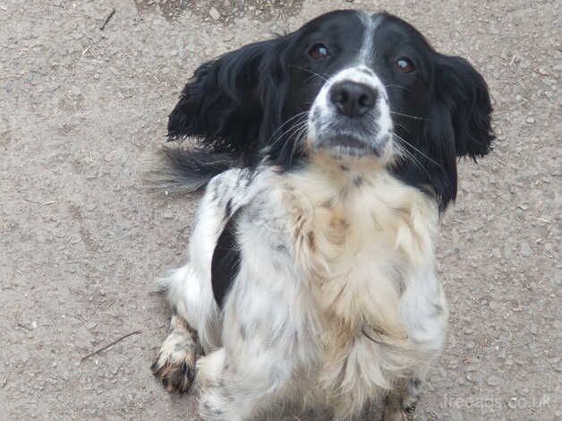 Lovely springer girl,6 years young, still available,no more timewasters please for sale in Plymouth, Devon