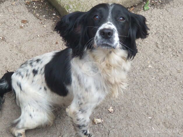 Lovely springer girl,6 years young, still available,no more timewasters please for sale in Plymouth, Devon - Image 2