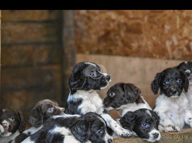 Lovely Springer Spaniels for sale in Okehampton, Devon