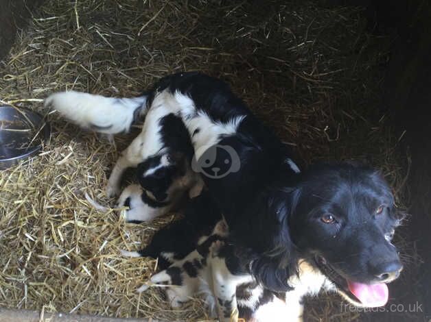 Lovely Springer Spaniels for sale in Okehampton, Devon - Image 2