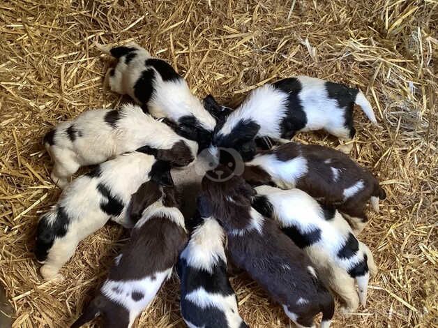 Lovely Springer Spaniels for sale in Okehampton, Devon - Image 3