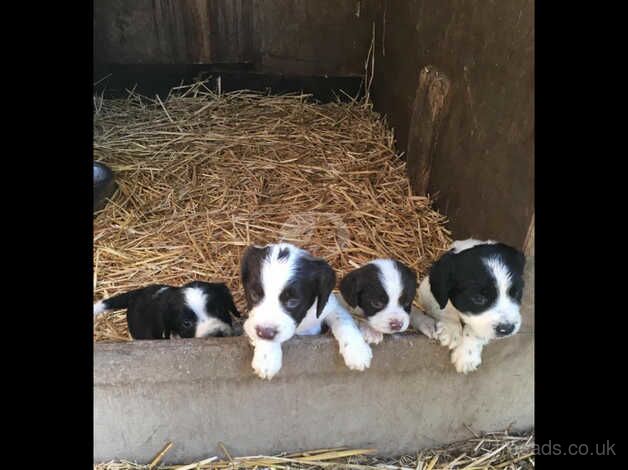 Lovely Springer Spaniels for sale in Okehampton, Devon - Image 4