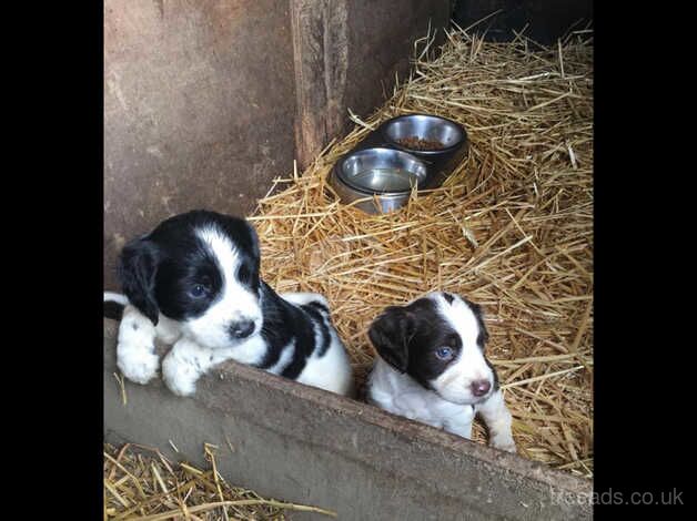 Lovely Springer Spaniels for sale in Okehampton, Devon - Image 5