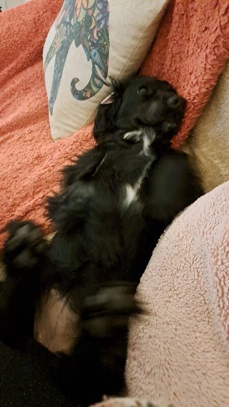 Loving Active Home - Working Cocker Spaniel for sale in Wellington, Somerset