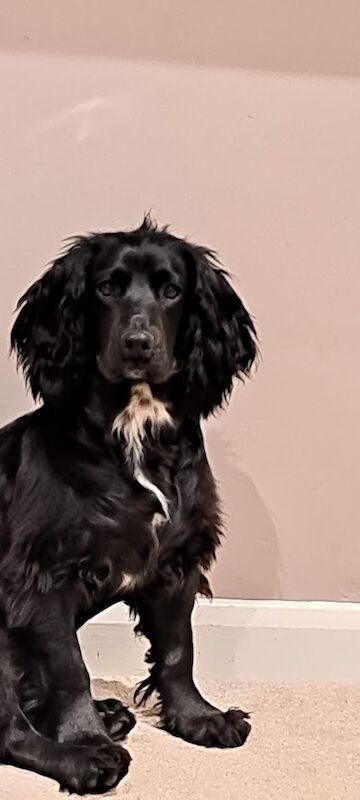 Loving Active Home - Working Cocker Spaniel for sale in Wellington, Somerset - Image 2