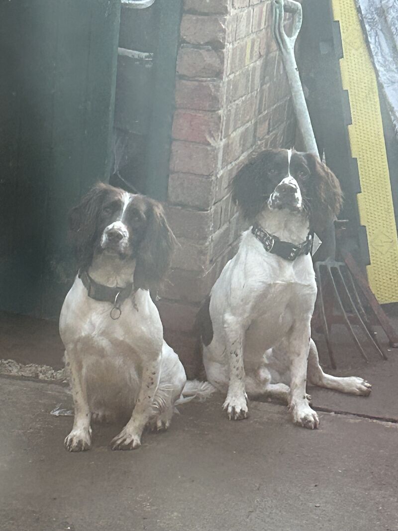 Make and female spaniels for sale in Grantham, Lincolnshire - Image 1