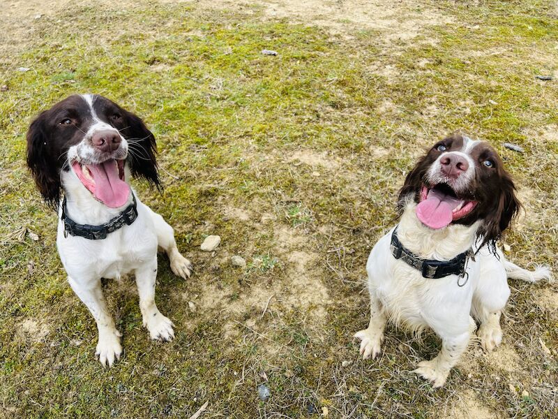 Make and female spaniels for sale in Grantham, Lincolnshire - Image 2