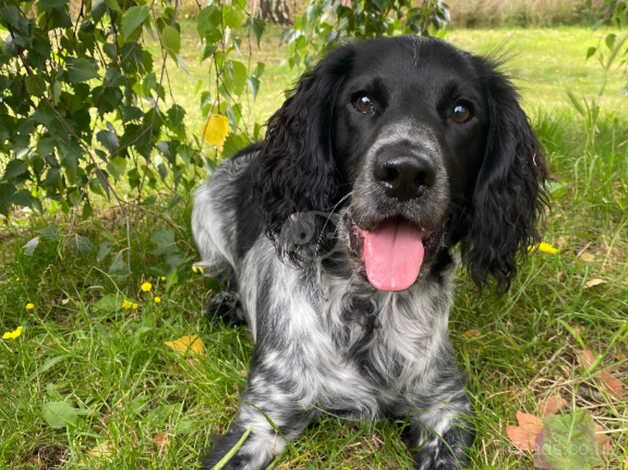 Male springer spaniel for sale in Basingstoke, Hampshire - Image 1