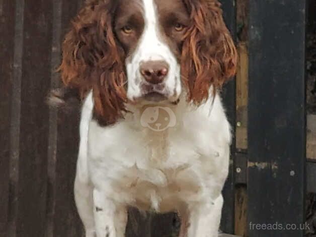 Male springer spaniel for sale in Milton Keynes, Buckinghamshire - Image 1