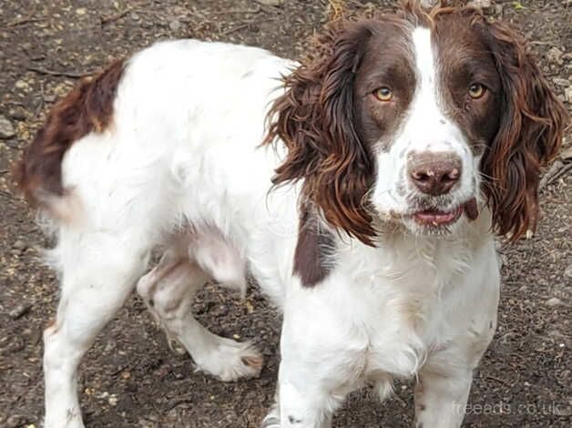 Male springer spaniel for sale in Milton Keynes, Buckinghamshire - Image 2