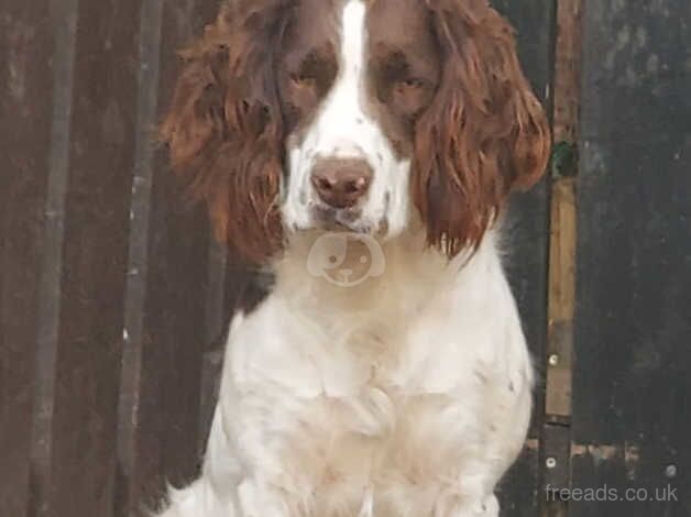 Male springer spaniel for sale in Milton Keynes, Buckinghamshire - Image 3