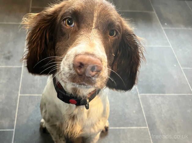 Male springer spaniel for sale in Weston-super-Mare, Somerset