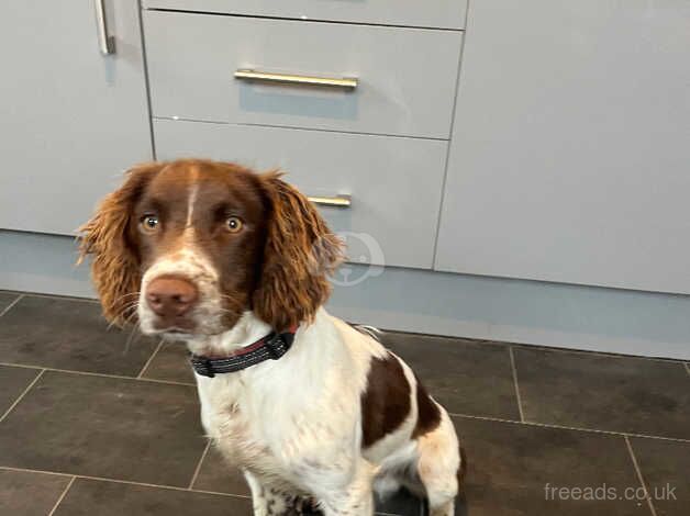 Male springer spaniel for sale in Weston-super-Mare, Somerset - Image 2