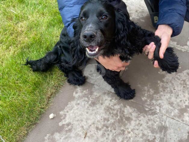 Male springer spaniel for sale in Worksop, Nottinghamshire - Image 1