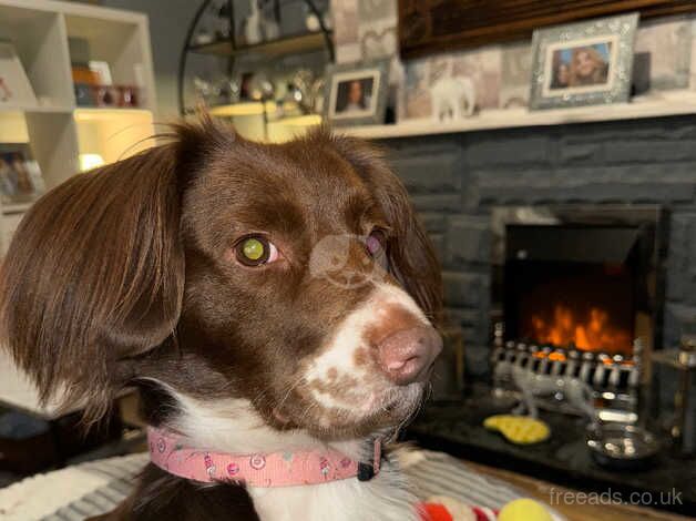 Molly 3 years old for sale in Seaham, County Durham