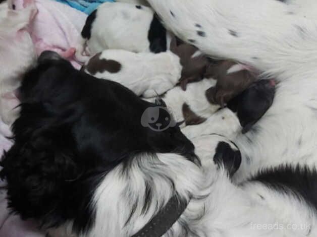 Our beautiful KC reg Springer Spaniel Lucy has had her babies for sale in St Columb Major, Cornwall