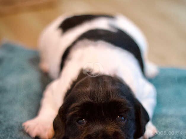 Springer Spaniels for sale in Ottery St. Mary, Devon