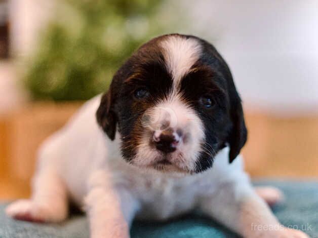 Springer Spaniel Puppies for sale in Devon