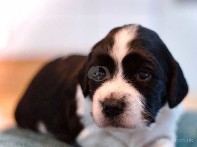 Springer Spaniel Puppies for sale