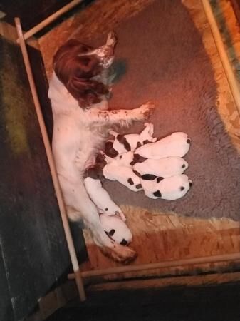 Pedigree English springer spaniels for sale in Holyhead/Caergybi, Isle of Anglesey