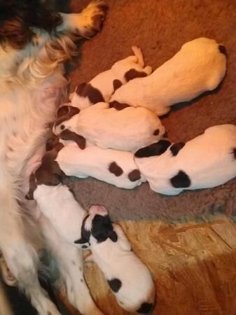 Pedigree English springer spaniels for sale in Holyhead/Caergybi, Isle of Anglesey - Image 2