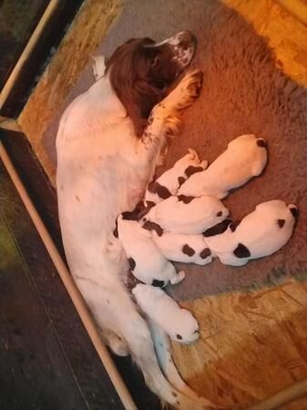 Pedigree English springer spaniels for sale in Holyhead/Caergybi, Isle of Anglesey - Image 3