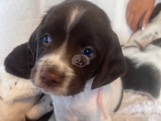 Pedigree KC Registered English Springer Spaniel Pups for sale in Cheltenham, Gloucestershire