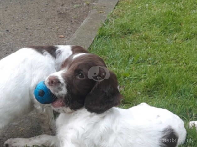 Pedigree springer spaniel kc for sale in Melrose, Scottish Borders