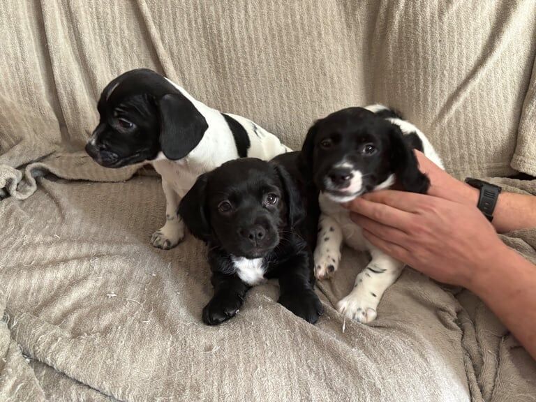 Puppies For Sale in Bangor, County Down - Image 1