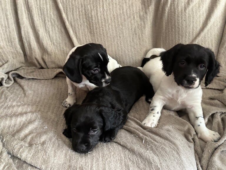 Puppies For Sale in Bangor, County Down - Image 2