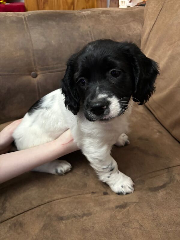 Puppies For Sale in Bangor, County Down - Image 3