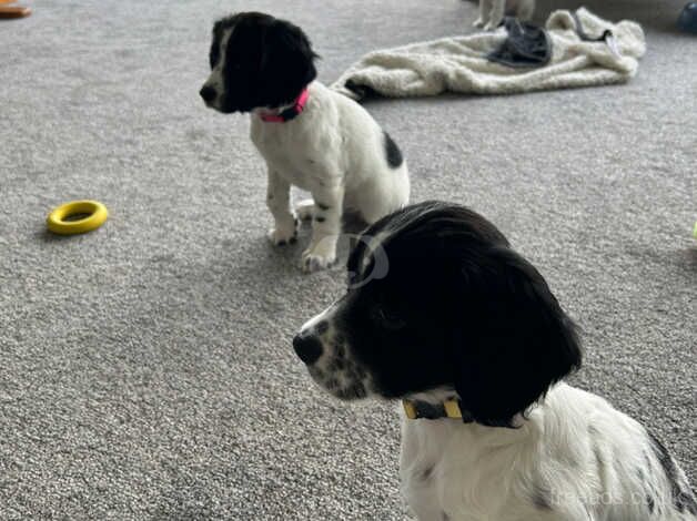 Puppies for sale in Newton Stewart, Dumfries and Galloway