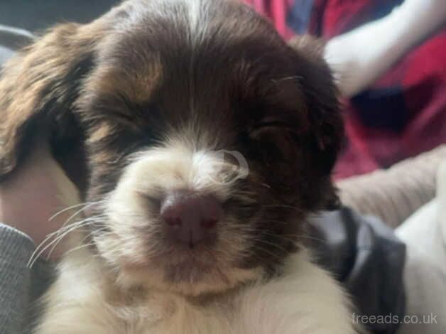 Puppies for sale in Stalbridge, Dorset - Image 1